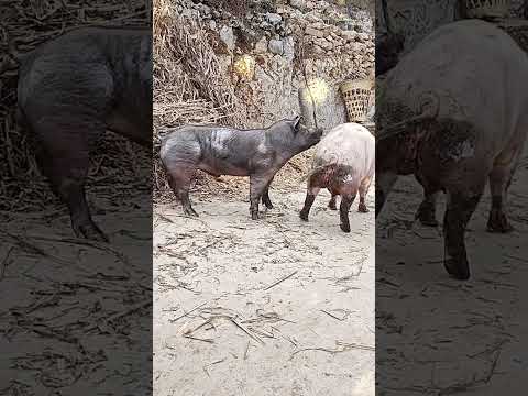 The Secret Of Pig Training 6