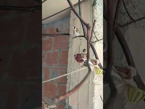 تربية طائر الحسون في السلاكة