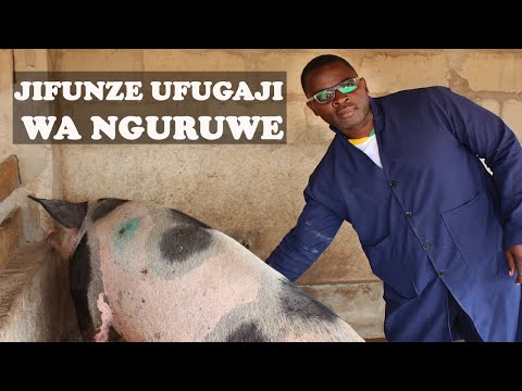 DARASA LA UFUGAJI BORA WA NGURUWE KIBIASHARA 2023 Kutoka MWALAVILA FARM DARASA LA UFUGAJI BORA WA NGURUWE KIBIASHARA 2023 Kutoka MWALAVILA FARM