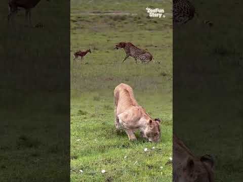 Cheetah Vs Gazelle Chase Speed Meets Survival In The Wild