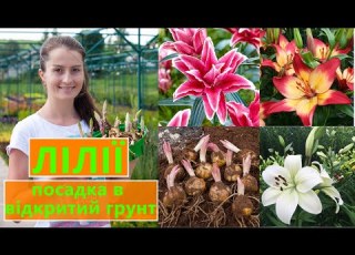  PLANTING LILY IN OPEN GROUND SPRING PLANTING