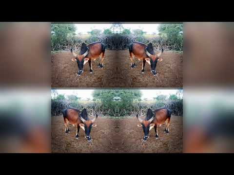 2026 NYANDA MASHAULI ZEGE ATOAUSHAULI SIKILIZA 0738783098 01 06 2026