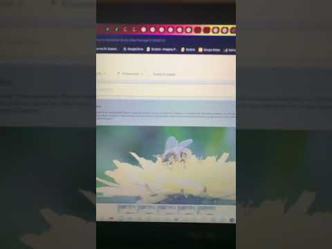 Baby Bach S First Sounds DVD