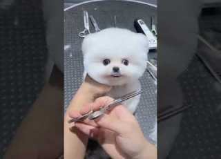 Mini Pomeranian Dog Funny And Cute Pomeranian Videos Funny Puppy Videos 7