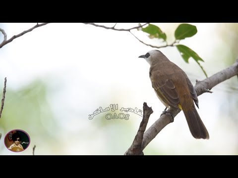 الفنانة الرائعة إبتسام لطفي فارج الهم