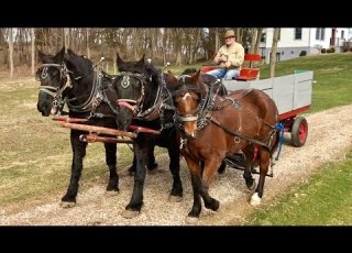  A Wagon Ride With The Horses