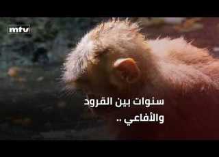 سنوات بين القرود والأفاعي لبناني يروي تجربته في الأمازون