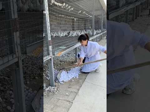 World Biggest Pigeon Farm Pigeon Pigeontraining Kabutar Kabootar