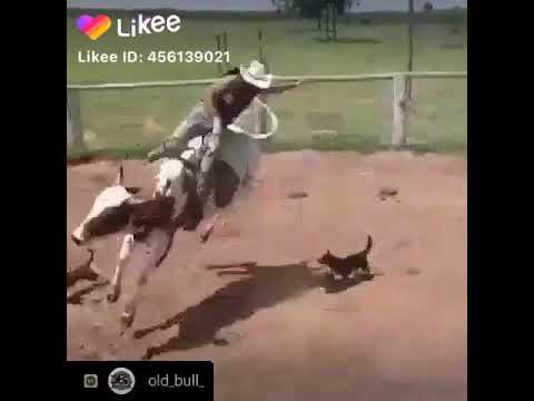 Ngombe Kagoma Kwenda