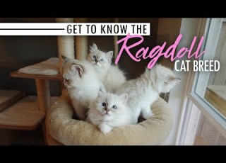  Lernen Sie Die Katzenrasse Ragdoll Kennen