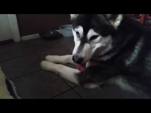 Alaskan Malamute Tonka Reacts To One Of His Christmas Presents