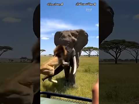 اغرب 7 معجزات فى خلق الفيل هتخليك تعرف الحيوان اللى ربنا كرمه وسمي سورة كاملة بأسمه Shorts اغرب 7 معجزات فى خلق الفيل هتخليك تعرف الحيوان اللى ربنا كرمه وسمي سورة كاملة بأسمه Shorts
