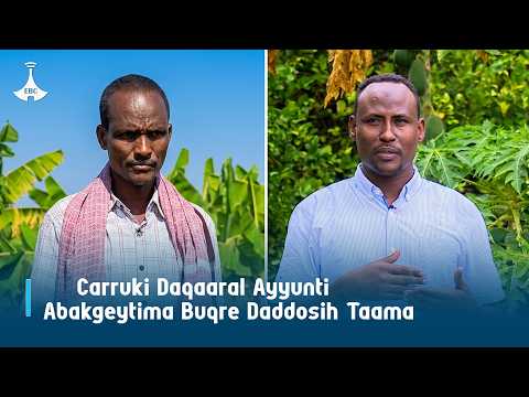 Carruki Daqaaral Ayyunti Abakgeytima Buqre Daddosih Taama