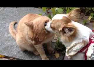 猫の耳の中を舐める犬