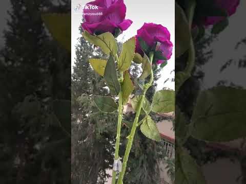 محلاك يا جو الشتاء