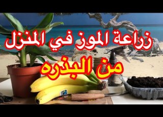 زراعه الموز في المنزل جدآ سهله من البذره