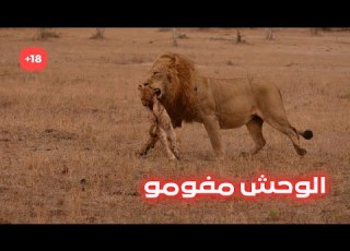  لا يخشي قتال الوحوش المرعب مفومو