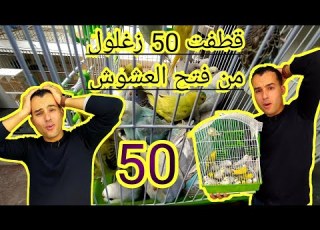  فتح عشوش البادجي من أجل قطف الزغاليل للبادجي عشق Open Bird S Nest