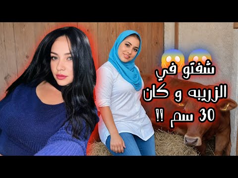 شفتو في الزريبه و كان مش را حم