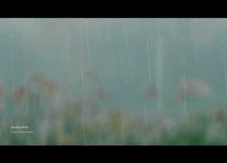  Spring Rain