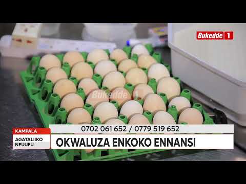 Agataliko Nfuufu Tukuleetedde Engeri Gy Osobola Okwaruza Enkoko Ennaansi Ozifunemu Agataliko Nfuufu Tukuleetedde Engeri Gy Osobola Okwaruza Enkoko Ennaansi Ozifunemu