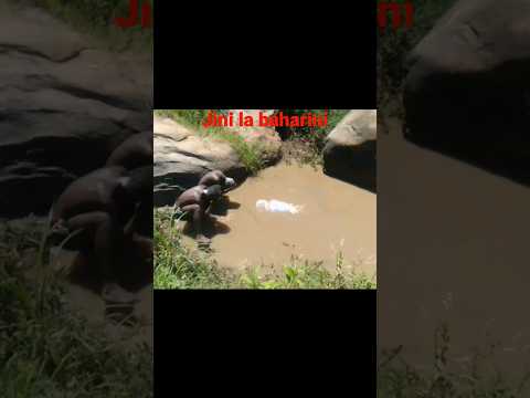 Jini Mtu Kule Baharini