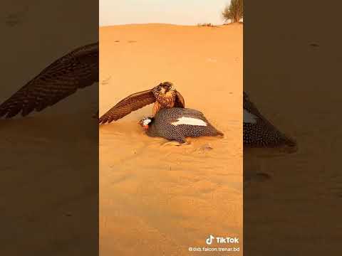 Falcon Shaheen Hunting صيد الصقور شاهين