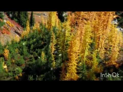 محمد مسعد أنشودة كيف غيرني زماني ZaynaEsbr