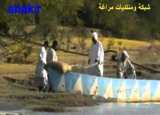 الفلوكة