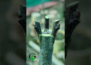 Best Grafting Technique Apple Tree Grafting Technique Shorts Apple Tree Grafting