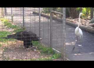  Eagle Attacks Bird At Featherdale Wildlife Park Sydney Australia