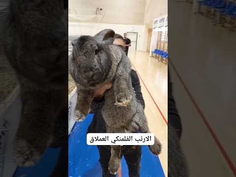 الارنب الفلمنكي العملاق من أضخم سلالات الارانب مشروع تربية الارانب اكسبلور Explore الارنب الفلمنكي العملاق من أضخم سلالات الارانب مشروع تربية الارانب اكسبلور Explore