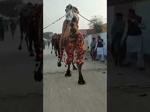 مقطع بعير في باكستان
