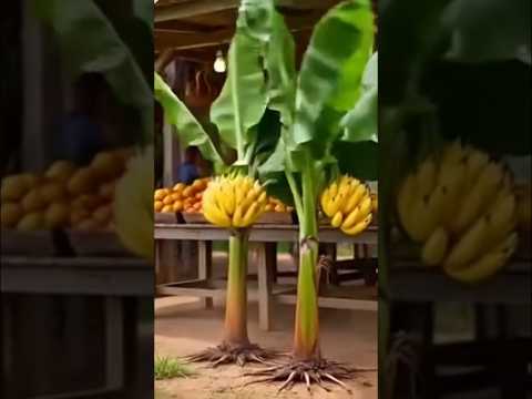 Twendeni Tukajiuze Wenyewe Funny Shortsfeed Viralvideo Short Viral