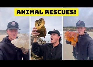  Rescuing Sea Animals Not All Survived
