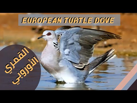 القمري الأوروبي European Turtle Dove