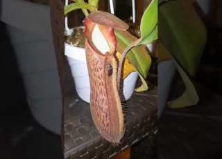  How Seed Pitcher Plant Traps Insects Shorts Comment Carnivorousplants