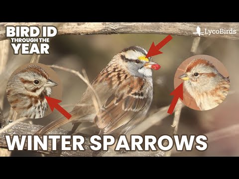 مقدمة حول التعرف على عصفور الشتاء