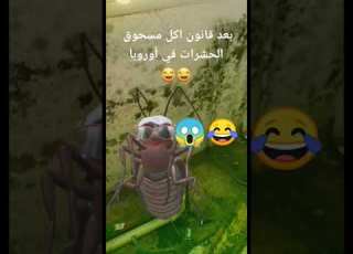 الصرصور بعد قانون اكل الحشرات في أوربا