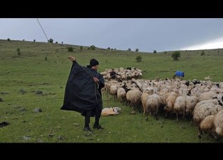 كلاب الغنم تتعارك مع الخنازير هجرة راعي الغنم أمطار غزيرة