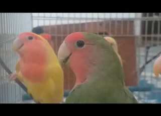  عصافير بركاديلو Bird Barkadelo