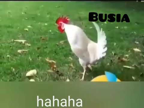 Jogoo Anae Toa Sauti Ya Mbuzi