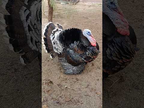 Turkey Bird Turkey Dance Video Dancing Turkey Turkey Bird Turkeydance