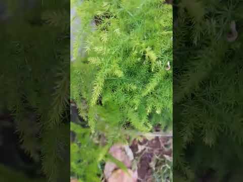 نباتات برية