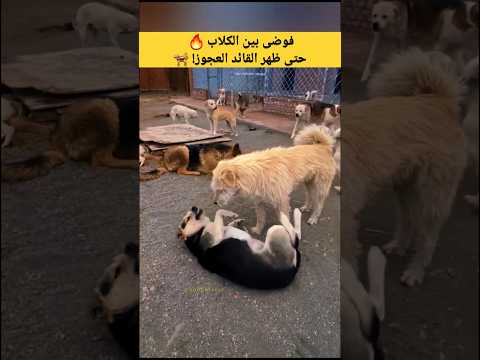 فوضى بين الكلاب حتى ظهر القائد العجوز كلاب