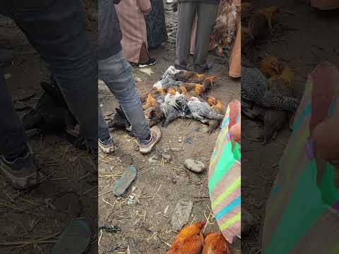 الدجاج الفيومي المغرب سبحانالله القرآن الكريم دجاج لاالهالاالله صيد اللهاكبر قران Nature