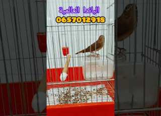 سوق أهراس عندليب للبيع بسم الله مشاء الله 0657012918 سوق أهراس توصيل متوفر 58 ولاية مرحبا بكم