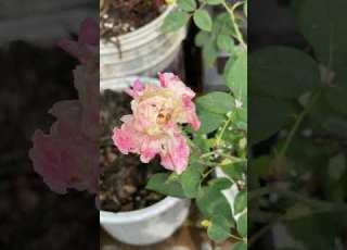 Rose Roses Flowers Beautifulflowers Terracegardenindia Terracegarden Terracegardening Rooftopgarden