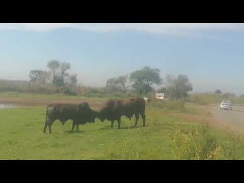 Boran Bulls Fighting For Dominance Prt01