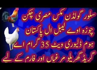 پیر گولڈن سلور مرغی چیکس مناسب کی قیمت پر حاصل کریں ال بریڈر چکن گھریلو مرغیاں پولٹری فارم کے لی